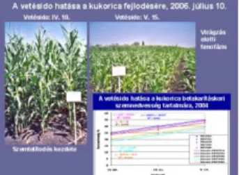 Figure 3.20. Kikelt kukorica állomány