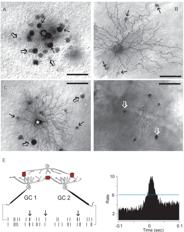 Fig. 5. Tracer-coupling patterns of mouse inner retinal neurons. A. Photomicrograph showing the tracer-coupling pattern of a Neurobiotin injected AII amacrine cell (asterisk)