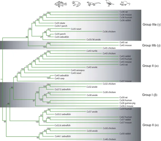 Fig. 1. Connexin phylogenetic tree. This dendrogram was created for retinal connexin DNA sequences in the vertebrates