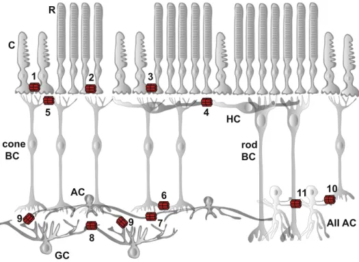 Fig. 2. Gap junctions in speciﬁc retinal circuits. The information ﬂow in the retina occurs vertically from rod (R) and cone (C) photoreceptors to rod and cone bipolar cells (BC) and ultimately to ganglion cells (GC)