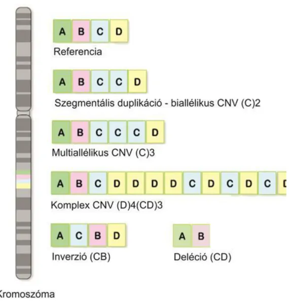 8.3. ábra - A genomban előforduló szerkezeti variánsok