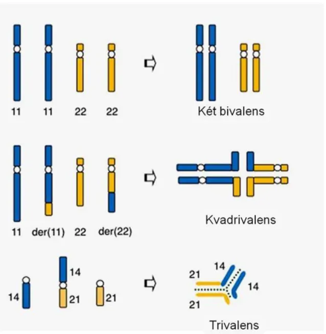 3.4. ábra  - Egy inverzió (paracentrikus)  meiotikus következménye  –  http://mhanswers- http://mhanswers- auth.mhhe.com/sciences/life-science/genetics/mcgraw-hill-answers-changes-chromosome-structure-and-number: figure 8.11