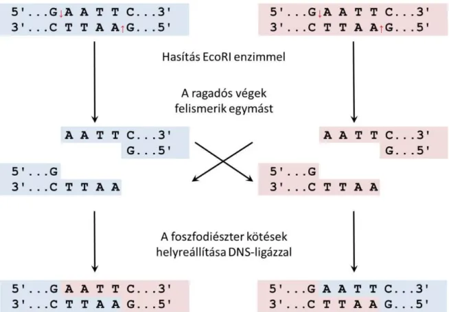 rekombinációval létrehozhat hibrid, azaz rekombináns DNS molekulákat, mint azt a 2.1. ábra szemlélteti