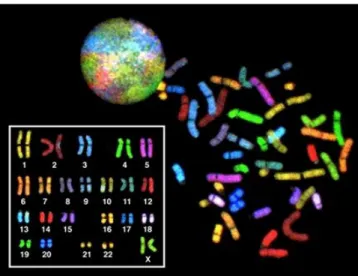 mulitplex-FISH (M-FISH) technikával egyidejűleg jelölhető az összes kromoszóma (ld. 4.13