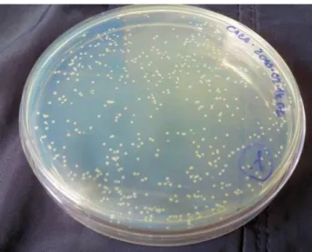 4.18. ábra: E.coli telepek agar lemezen 