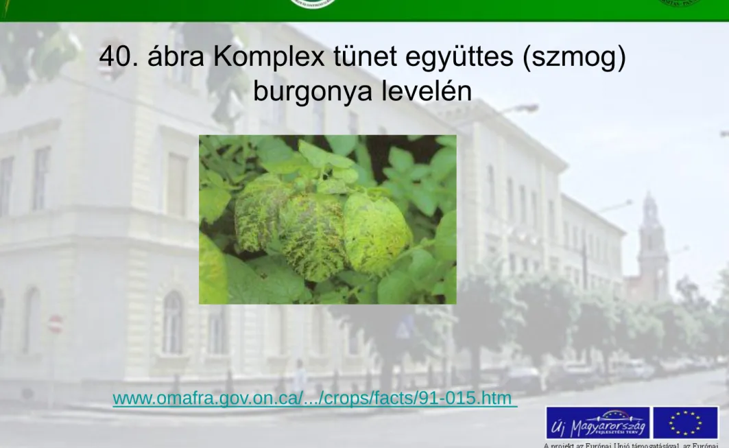 40. ábra Komplex tünet együttes (szmog)  burgonya levelén 