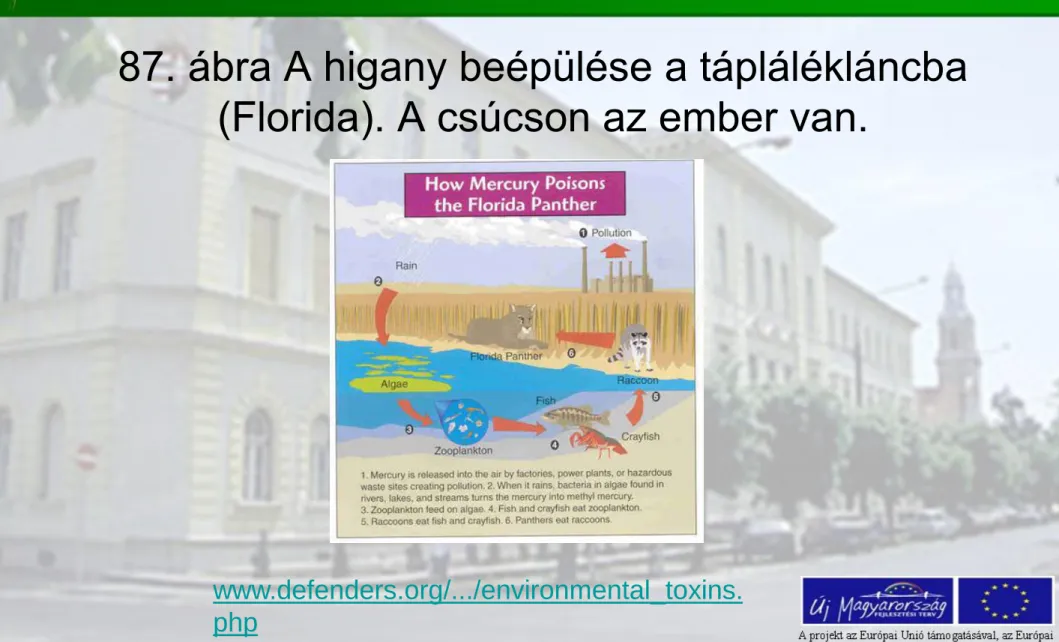 87. ábra A higany beépülése a táplálékláncba  (Florida). A csúcson az ember van.  