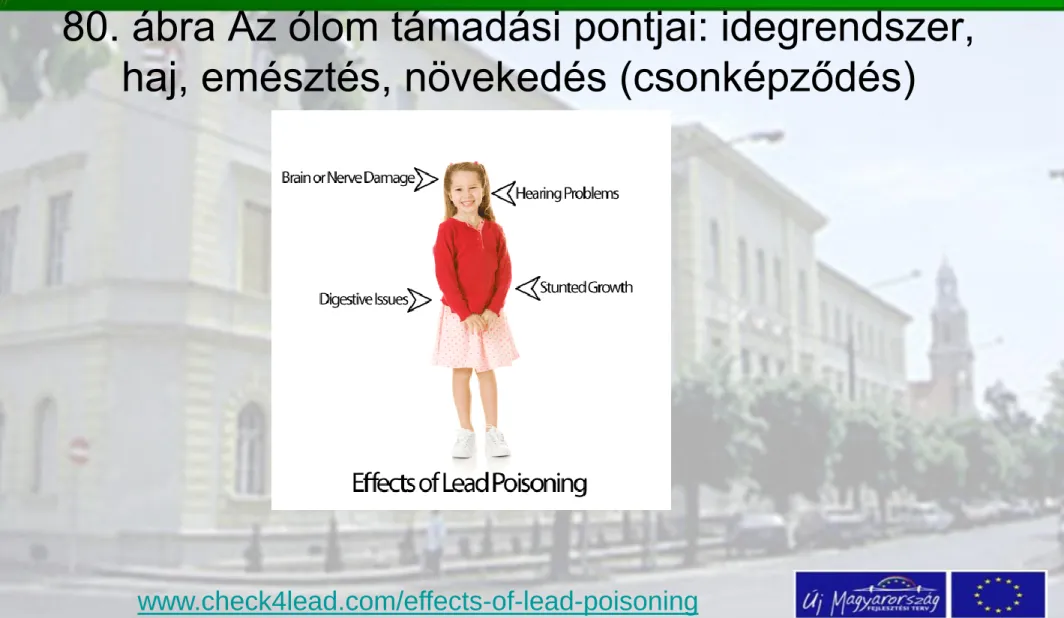 80. ábra Az ólom támadási pontjai: idegrendszer,  haj, emésztés, növekedés (csonképződés)  