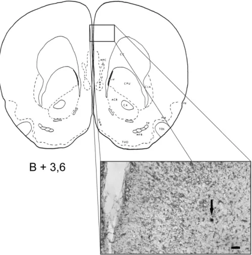 Fig. 4 – Drawing of a brain section from the stereotaxic rat atlas (Pellegrino et al., 1979) at the level of the mediodorsal prefrontal cortex (the number refers to the anteroposterior coordinate with reference to bregma)