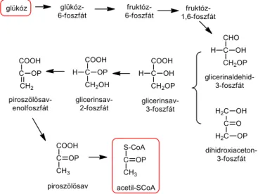 15. Ábra. A glükolízis folyamata 