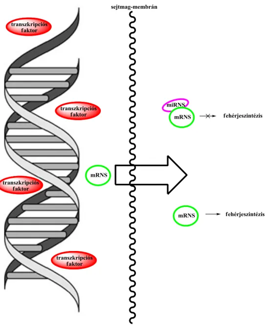 2.4.1.2. ábra: A génműködés szabályozásának két szintje: a DNS-hez transzkripciós faktorok (TF),   az mRNS-hez miRNS-ek kapcsolódnak 