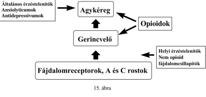 15. ábra  Ópioid receptorok: 