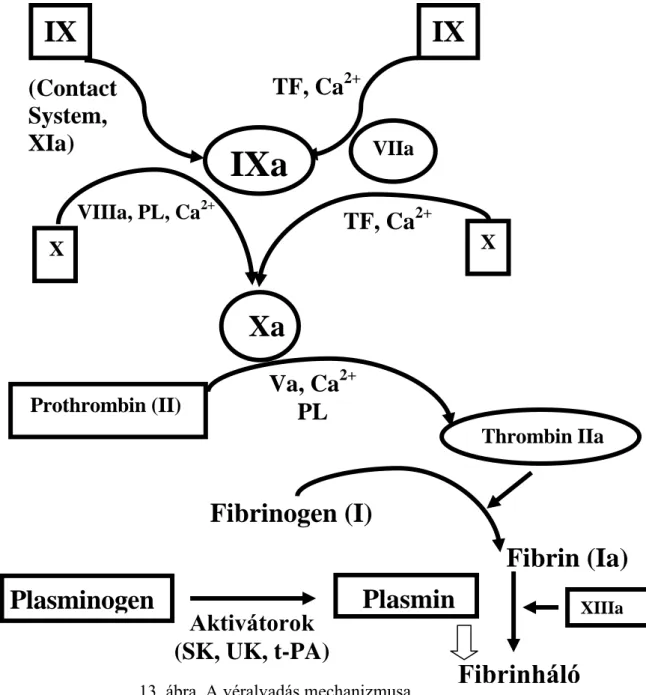 13. ábra. A véralvadás mechanizmusa  Fibrinháló  Fibrin (Ia) (Contact System, XIa)IX IX IXa TF, Ca2+           Prothrombin (II)          Thrombin IIa Va, Ca2+PL       Plasminogen Aktivátorok (SK, UK, t-PA)Fibrinogen (I)          X        Xa X VIIIa, PL, Ca