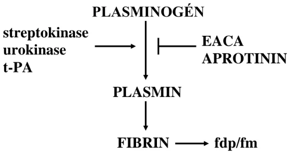 14. ábra. A fibrinolysis mechanizmusa 