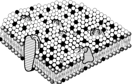 II-2. ábra: A sejtmembrán mozaikmodellje 