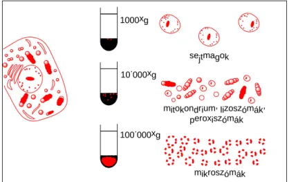 III-3. ábra: A májhomogenizátum szétválasztása sejtalkotókra centrifugálással 