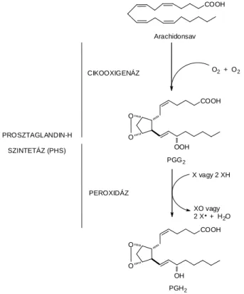 III-26. ábra: Testidegen anyagok kooxidációja PHS részvételével (CD 163. o) 