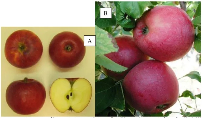 1.9. ábra: A ‘Hesztia’ gyümölcse (Foto: Pázmándi Ildikó (A) és Tóth Magdolna (B))