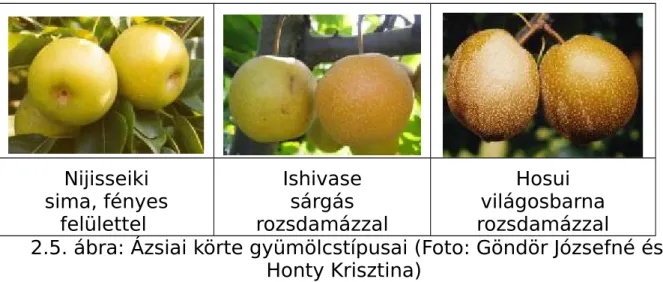 2.5. ábra: Ázsiai körte gyümölcstípusai (Foto: Göndör Józsefné és Honty Krisztina) 