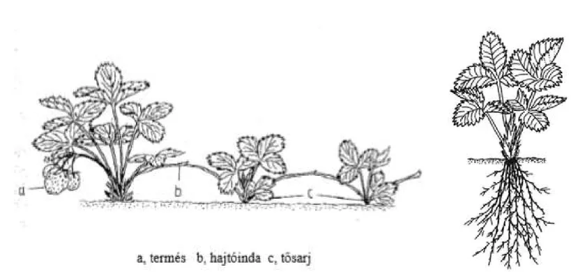 5. ábra: Lágyszárú gyümölcstermő növény morfológiája
