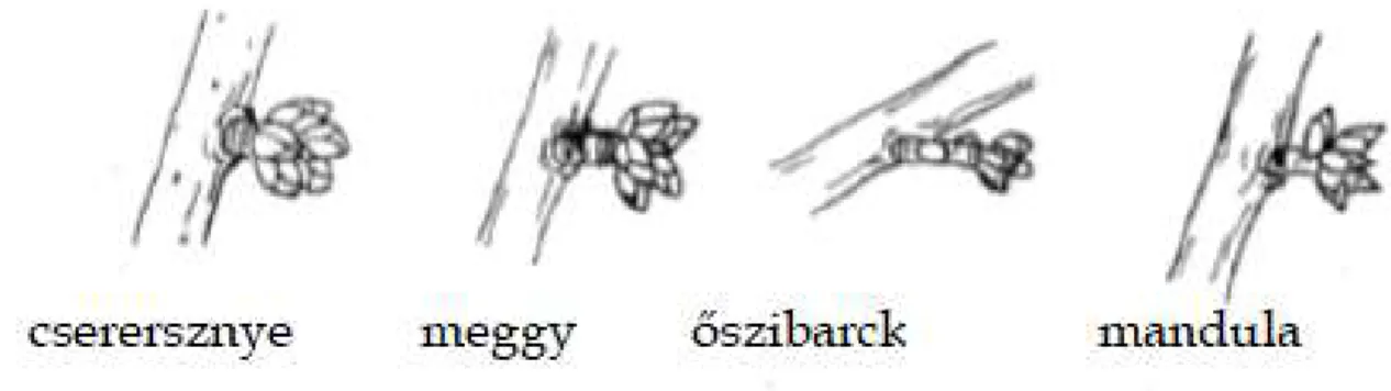 7. ábra:  Csonthéjas gyümölcsfák bokrétás termőnyárs típusai  