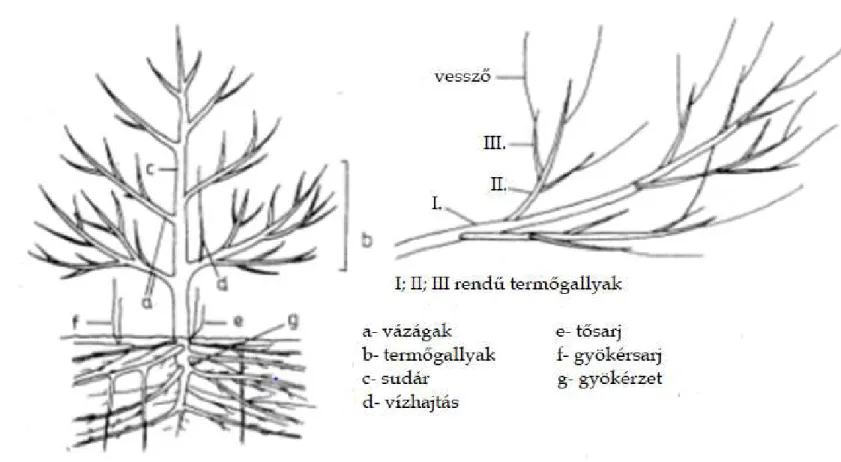 1. ábra: Gyümölcstermő fa morfológiája