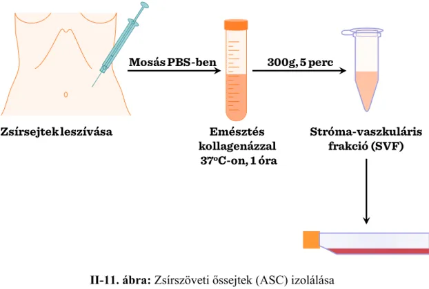 II-11. ábra: Zsírszöveti őssejtek (ASC) izolálása Emésztéskollagenázzal37oC-on, 1 óra Stróma-vaszkulárisfrakció (SVF)Mosás PBS-benZsírsejtek leszívása300g, 5 perc