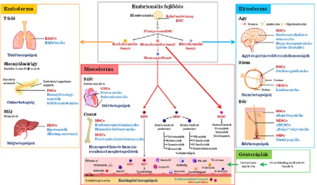 II-13. ábra: Embrionális és zsírszöveti őssejtek alkalmazása