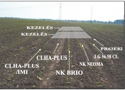 6. ábra: A kísérletben vizsgált napraforgó árvakelések elhelyezkedése,   és a herbicides kezelések kialakítása, 2009 