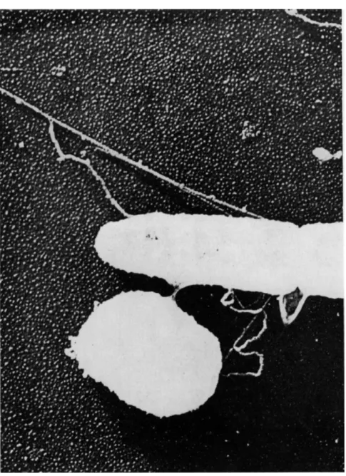 FIG. 4. Electron micrograph of conjugating bacteria.  T h e elongated flagellate cell  which is undergoing division is an Hfr cell of E