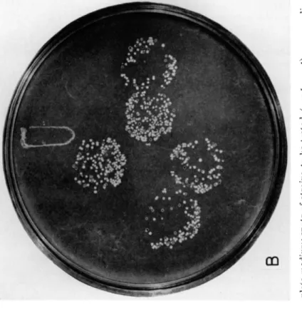 FIG. 3. Spot testing for fertility. A. Three day-old mixed cultures on complete medium; spots of strains to be tested (arg-1 ura-1) were replic plated on a background of a sterile tester strain (his-1)