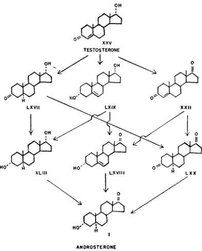 FIG. 18.—Possible direct intermediates between testosterone and androsterone. 