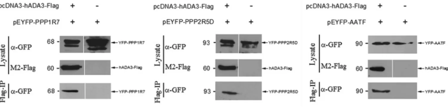 Figure 4 Co-IP of PPP1R7, PPP2R5D and AATF with hADA3 from mammalian cells