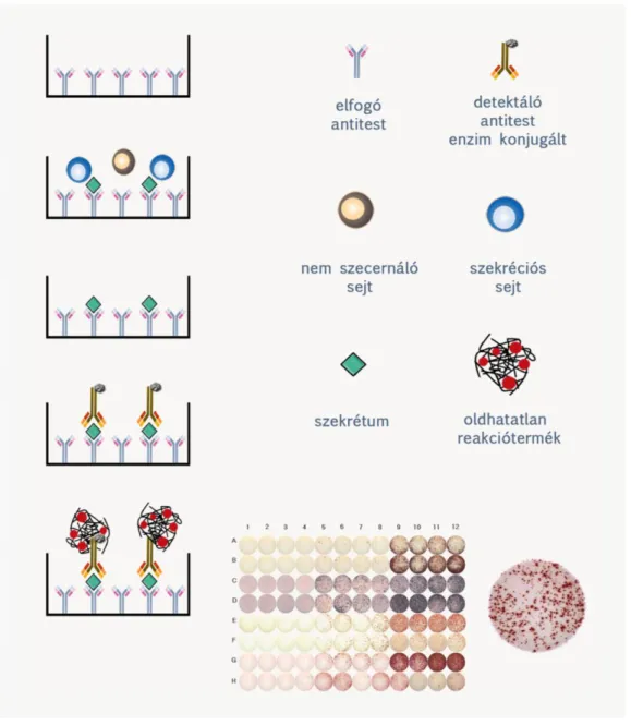 2.9. ábra: Az ELISPOT módszer elve 