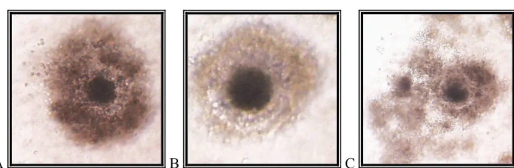 2. kép: Kumuluszsejtek morfológiai változása az érés során: kompakt kumuluszállomány (A); 