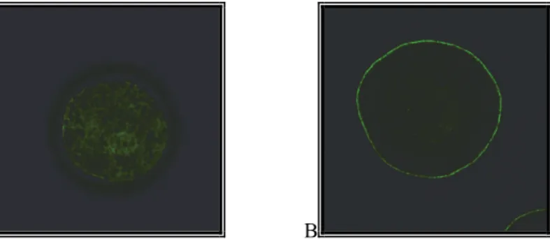 4. kép: Kortikális granulumok helyeződése sertés petesejtekben: nem maturálódott petesejt  (A), maturálódott oocita (B) (FITC−PNA fluoreszcensz festés) [Saját felvétel] 