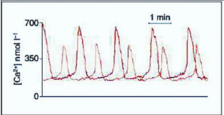 5. kép: Ca 2+ −oszcilláció in vitro termékenyített emberi petesejtben   [Ben-Yosef − Shalgi, 1998] 