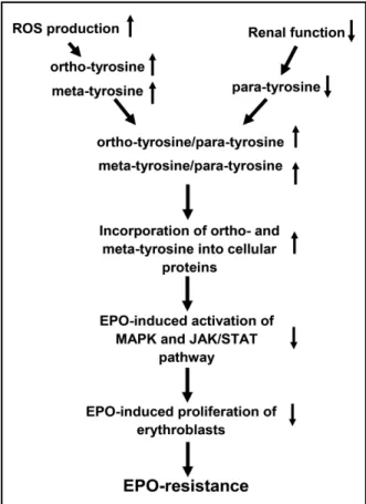 Fig. 4. Flowchart of the scheme of the possible subcellu- subcellu-lar process, how ortho- and meta-tyrosine incorporation  leads  to  the  dysfunction  of  signal  pathway  mechanisms,  resulting in the hyporesponsiveness of erythroid  progeni-tor cells