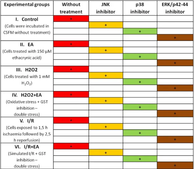 Table 1. Experimental groups.  Cells treated with 150 μM EA for GST inhibition. Cells treated with   1mM H 2 O 2  to simulate the oxidative stress
