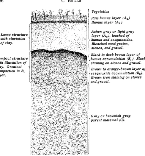 FIG. 2. Diagrammatic representation of a podsol profile, showing soil horizons. 