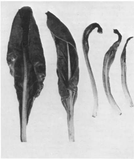 FIG. 2. Calcium deficiency in beet (Beta vulgaris); chlorotic and restricted mar- mar-ginal growth about mid-marmar-ginal region initially (left hand leaves) and progressing  nearer to leaf apex to produce backward hooking of leaf tip (center) and black  n