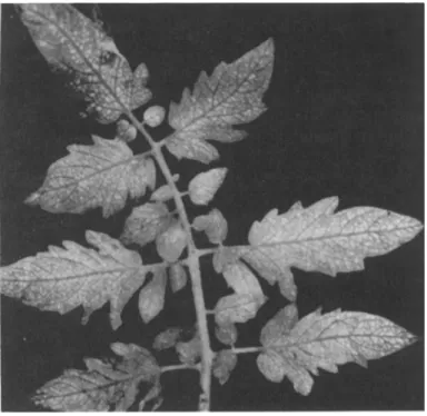 FIG. 11. Iron deficiency in tomato (Lycopersicon esculentum). Note interveinal  finely patterned chlorosis, more pronounced in basal and central regions of leaflets, 