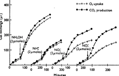 FIG. 7. The effect of ammonia, hydroxylamine, nitrite, and nitrate on the res- res-piration of nitrogen-starved cells of Chlorella vulgaris at  2 5 ° and pH 6.2