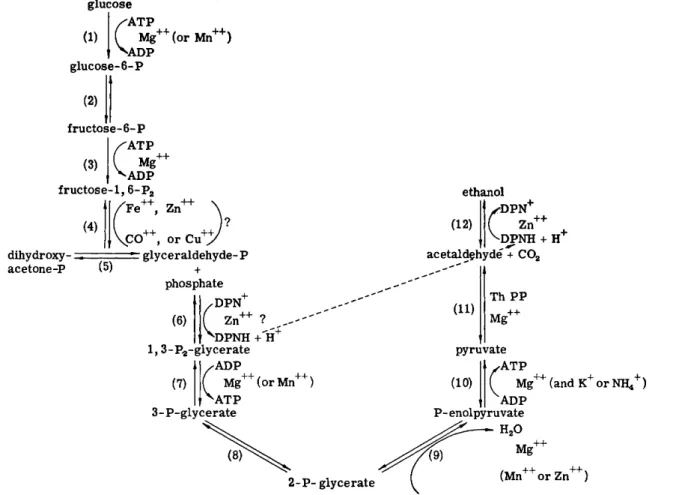 FIG. 10. Sites of action of metal ions in the fermentation pathway  ( 1 7 3 ) . Enzymes involved are:  ( 1 ) hexokinase,  ( 2 ) phosphogluco- phosphoglucoisomerase,  ( 3 ) phosphofructokinase,  ( 4 ) aldolase,  ( 5 ) triosephosphate phosphoglucoisomerase, 