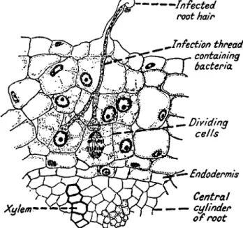 FIG. 5. Infection of lucerne root by Rhizobium meliloti. From Thornton (314). 