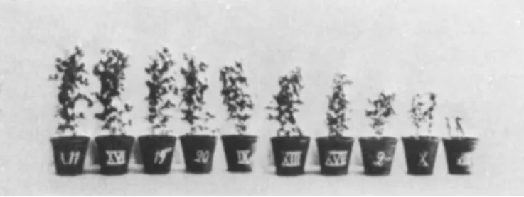 FIG. 7. Growth of pea plants in quartz sand inoculated with different strains  of pea rhizobia
