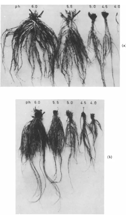 FIG. 8. Roots of Trifolium hybridum grown in quartz sand at different pH (6 to  4). (a) Inoculated plants without combined nitrogen, (b) Uninoculated plants with  ammonium nitrate