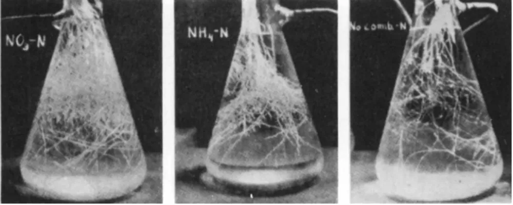 FIG. 9. Roots of pea plants grown in sterile nutrient solution. Comparative exper- exper-iments (left to right) with nitrate nitrogen, ammonium nitrogen, and molecular  nitrogen (inoculated with an effective strain of pea Rhizobium without combined  nitrog
