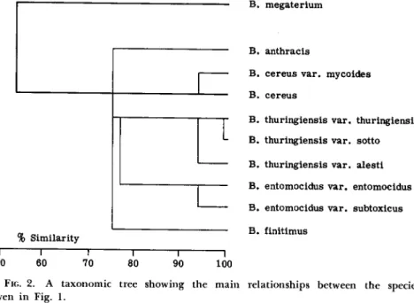 FIG. 2. A  t a x o n o m i c tree  s h o w i n g the  m a i n relationships between the species  given in Fig