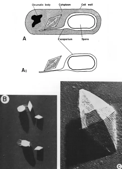 FIG. 2. Spores and crystals of Bacillus thuringiensis. (a) A diagram illustrating  the position of the protein crystal relative to other structures during sporulation; 